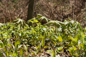 wildflowers in the park under bright spring light