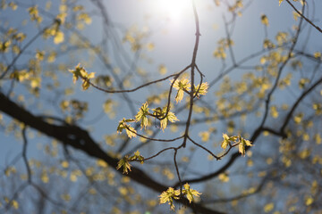 blue sky with sunlight burst and branches with leaves in spring
