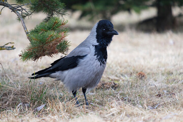 crow in the nature, Corvus cornix