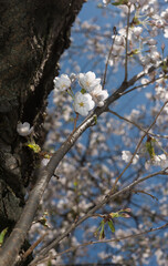 blooming tree and blue sky in sprin