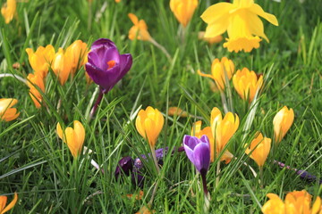 Purple and yellow crocuses in grass