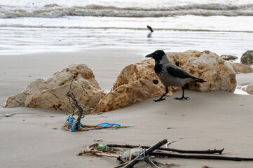 A crow sits on the sand on the seashore near large stones.