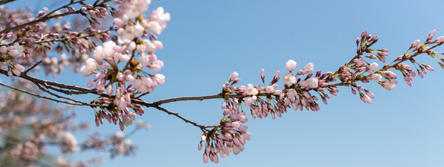 pink buds and blossoms on a clear blue sky