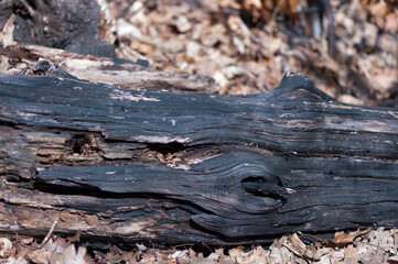 old wood texture