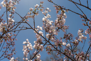 clear blue sky and blossoms in spring