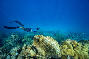 swimming freediving to coral reefs,Surin Island in Phangnga, Thailand. - 496498587