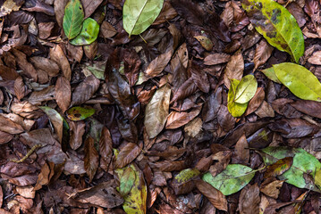 dry leaves falling on the ground background.