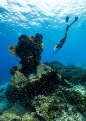 Fototapeta na wymiar swimming freediving to coral reefs; Surin Island in Phangnga; Thailand.
