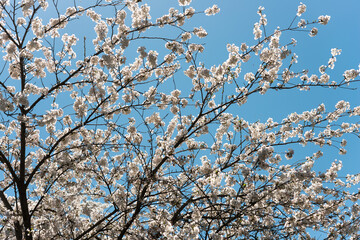 clear blue sky and branches with many small flowers