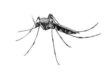 mosquito isolated on white background ink illustration
