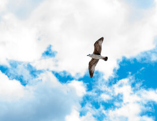 A flying seagull against the sky on a sunny day.