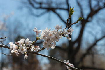 blossoms and silhouettes in spring