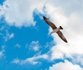 A flying seagull against the sky on a sunny day.
