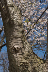 trunk of a tree in spring