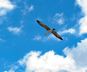 A flying seagull against the sky on a sunny day.