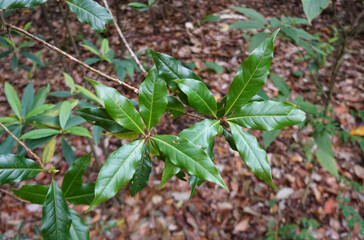 Green leaves of Phoebe paniculata (Nees) Nees in cloud forests of northern Thailand.