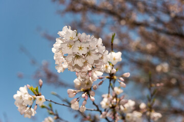 cherry tree blossoms