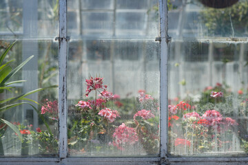 view through a glass window or colorful geraniums inside a greenhouse