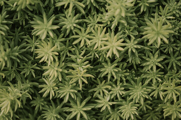 Succulent plant corsican stonecrop, sedum reflexum