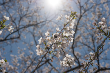 sunburst, sky, and branches with blossoms