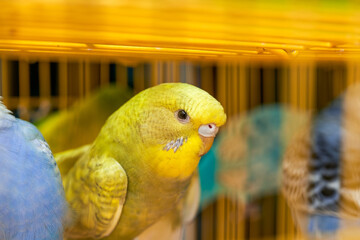 A cage of cute parrots for sale in the flower and bird market