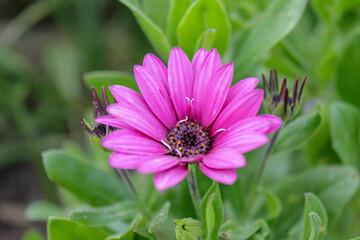 Obraz premium spring is always full of beautiful flowers