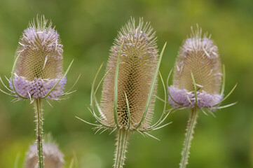 Obraz premium Dipsacus (teasel, teazel, teazle) heads with lavender flowers 