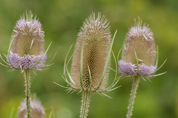 Dipsacus (teasel, teazel, teazle) heads with lavender flowers 