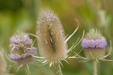 Dipsacus, teasel, teazel, teazle, 