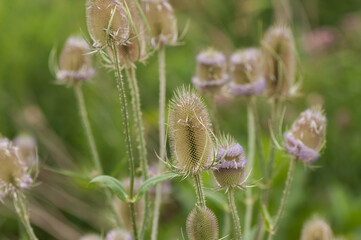 Obraz premium Dipsacus, teasel, teazel, teazle, 