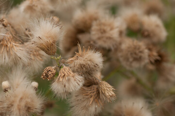 thistle in the wind