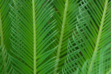 green leaf background (Cycas revoluta?)