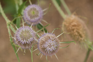 Dipsacus or teasel in bloom and viewed from above