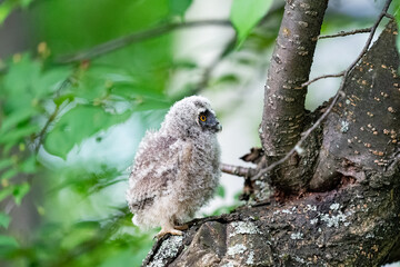 北海道の初夏、初挑戦の木登り、トラフズクのヒナ。
