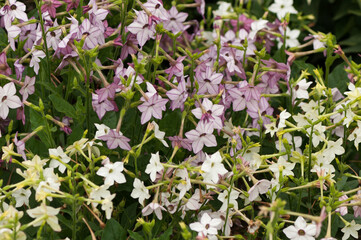 field of pink and white Nicotiana blossoms