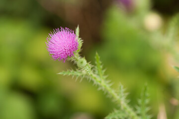 flower of a thistle isolated on a bokeh background