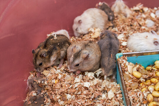 Cute little hamsters for sale at the flower and bird market