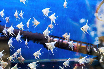 Close-up of tropical fish raised in a fish tank