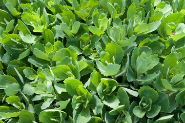 field of sedum leaves