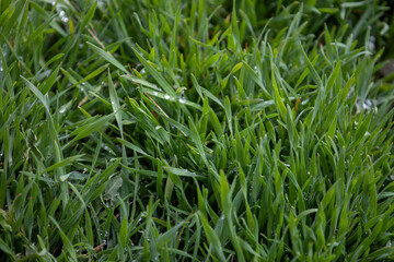 Background with young green grass