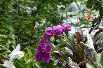 purple and white orchids on display at the conservatory