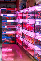 Aquarium shop buying goldfish and koi in the flower and bird market