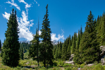 pine forest in the mountains