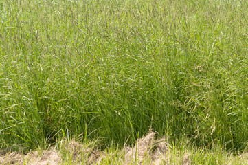 green grass background