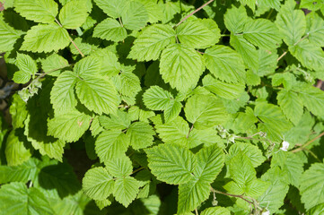 green leaves background (likely raspberry) in the sun