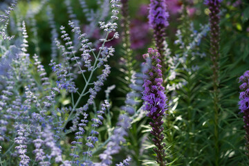 purple and blue flowers in the garden (left Salvia yangii, right Liatris spicata)