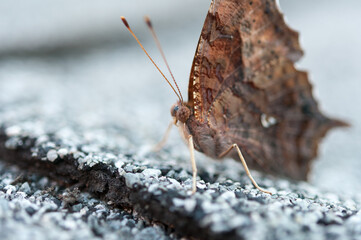 Polygonia interrogationis or N. American question mark on a roof