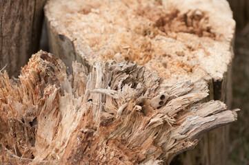 close up of a stump