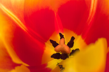 red tulip close-up, beautiful background - 496500114