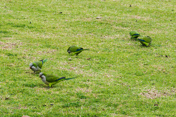 Image of green parrots walking on green grass.
